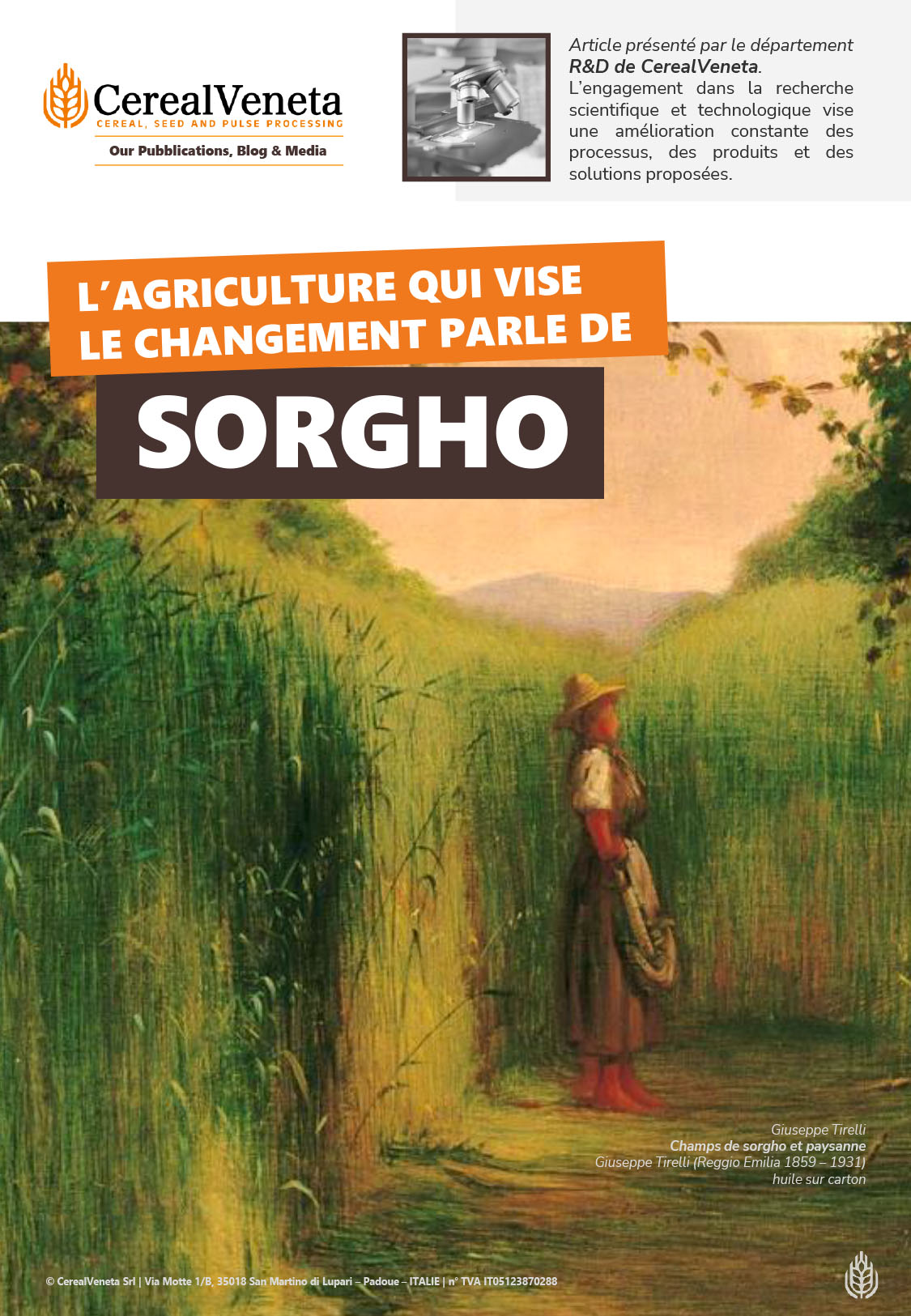 Le sorgho, une céréale résistante à la sécheresse et sans gluten