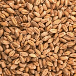Produits semi-finis à base de flocons d'avoine – CerealVeneta