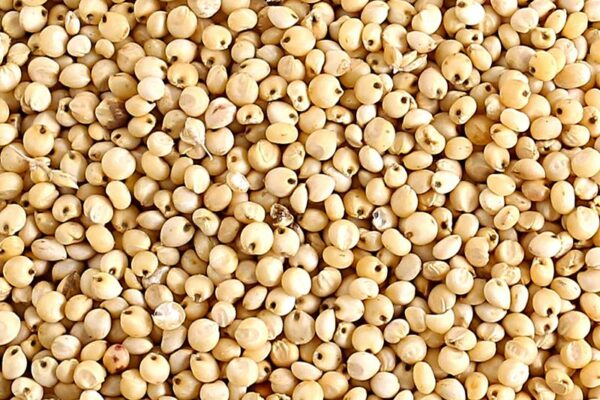 Produits semi-finis à base de flocons d'avoine – CerealVeneta